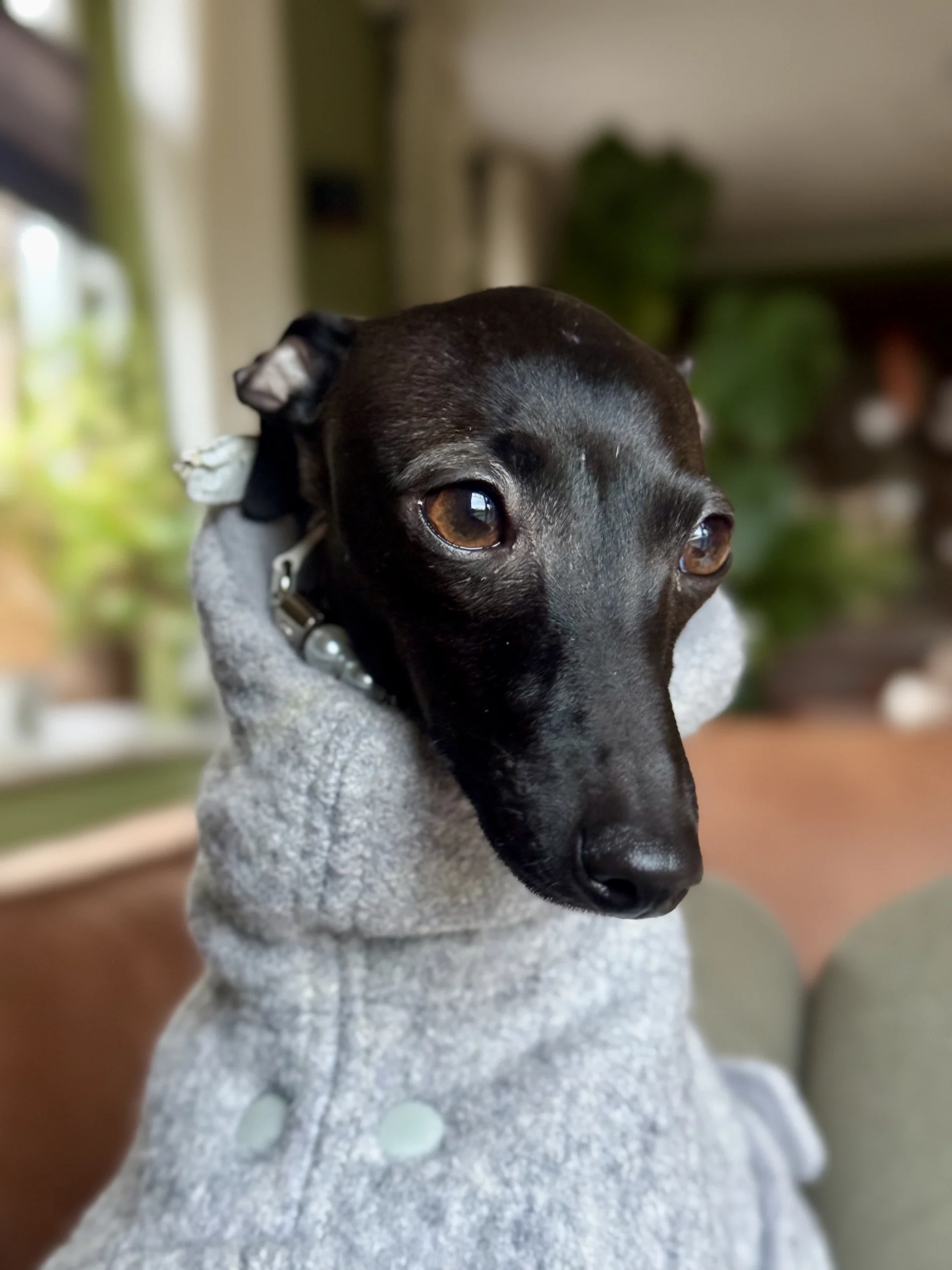 Windspiel im grauen Pullover, Nahaufnahme des Gesichts