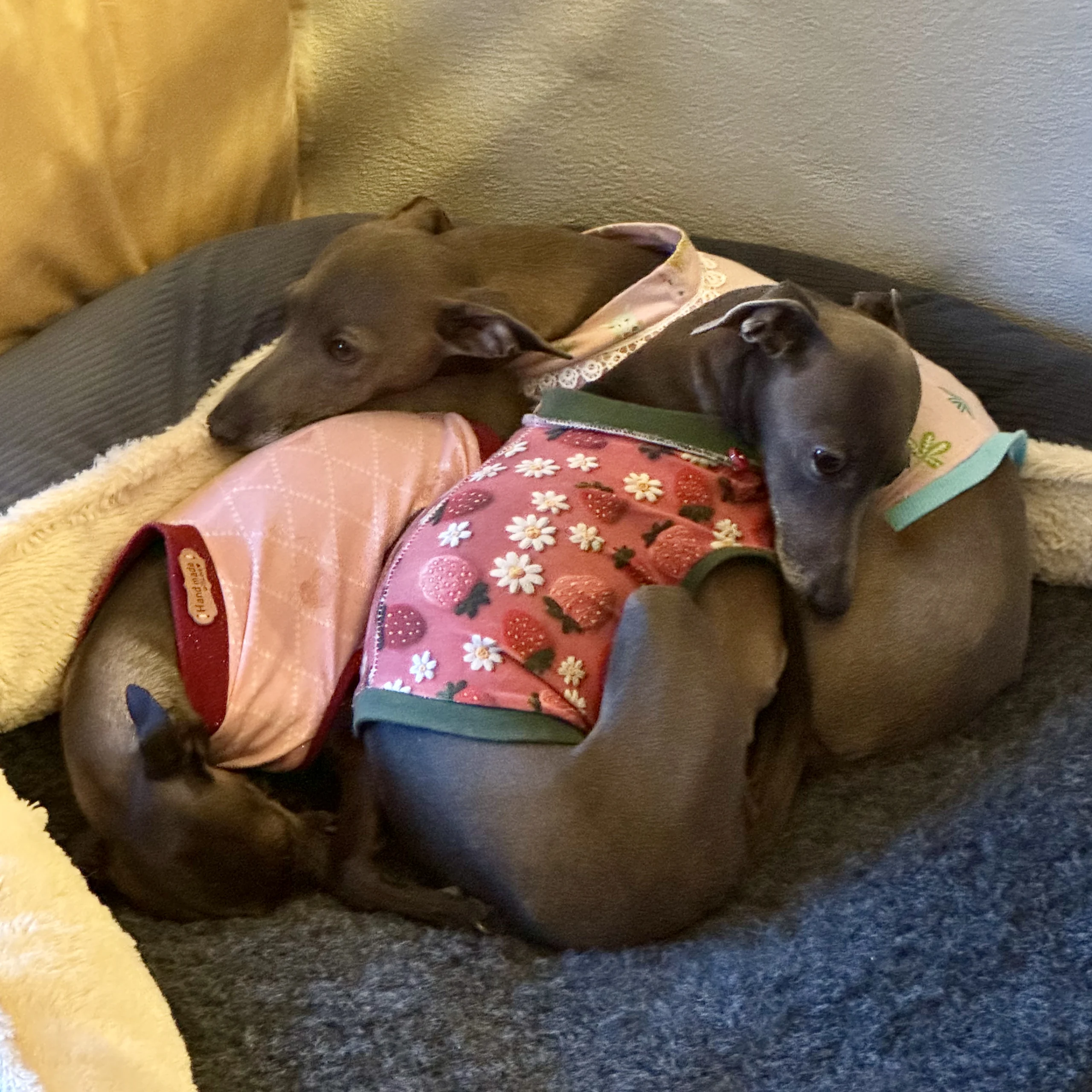 Zwei Windspiele kuscheln zusammen im Hundekörbchen