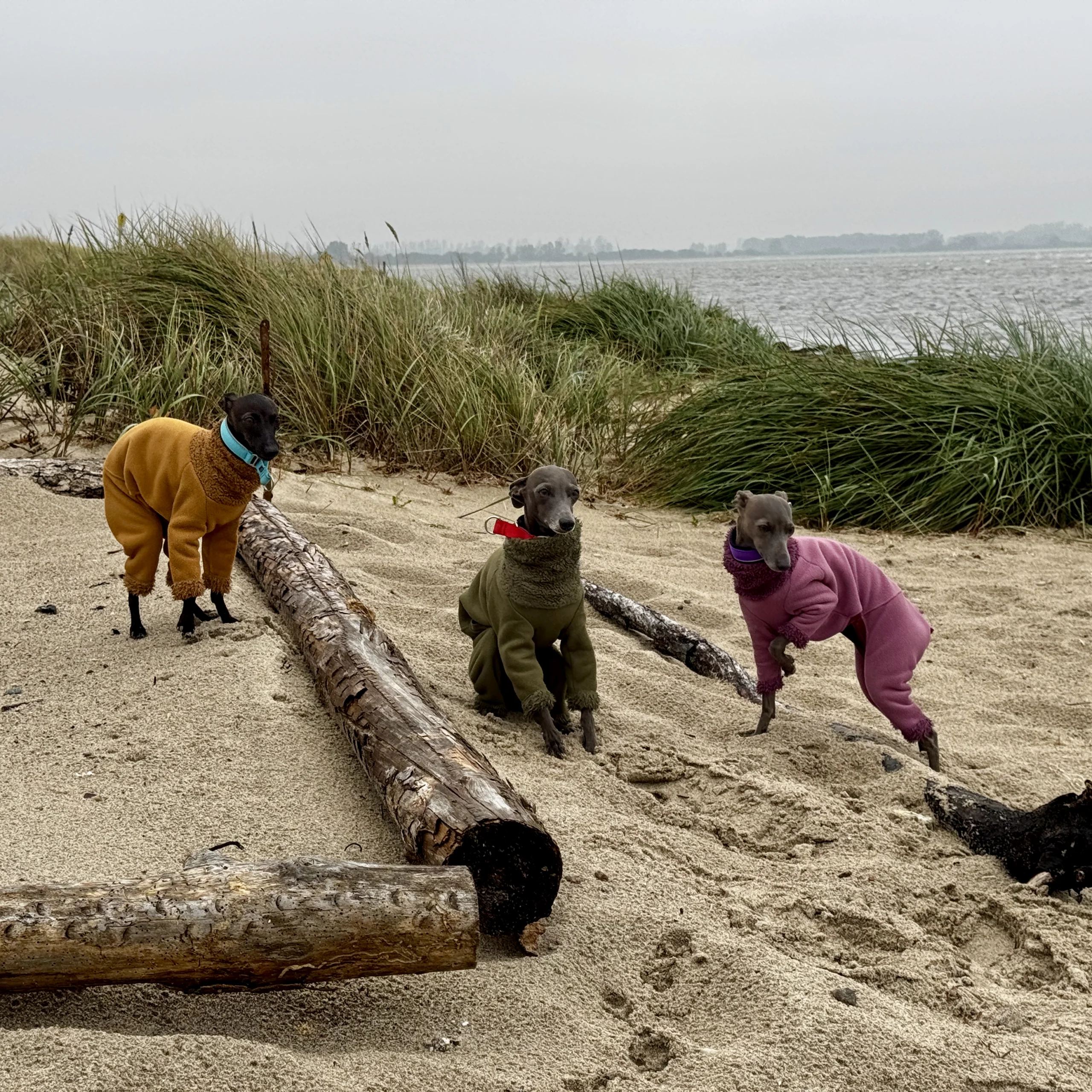 Drei Windspiele in bunten Fleece-Anzügen am Strand mit Treibholz