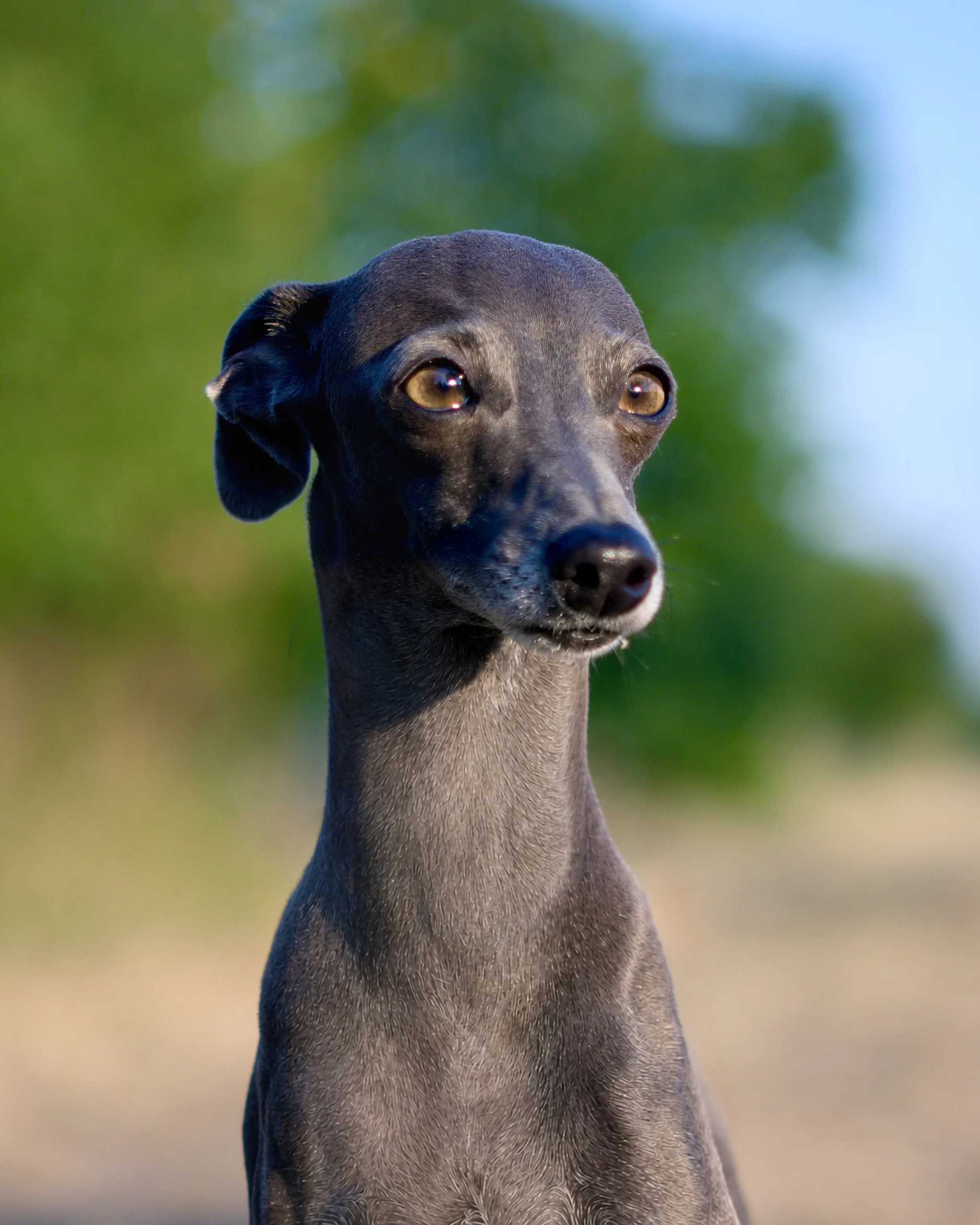 Lilli, Italienisches Windspiel, Familienhund von Bella del Vento