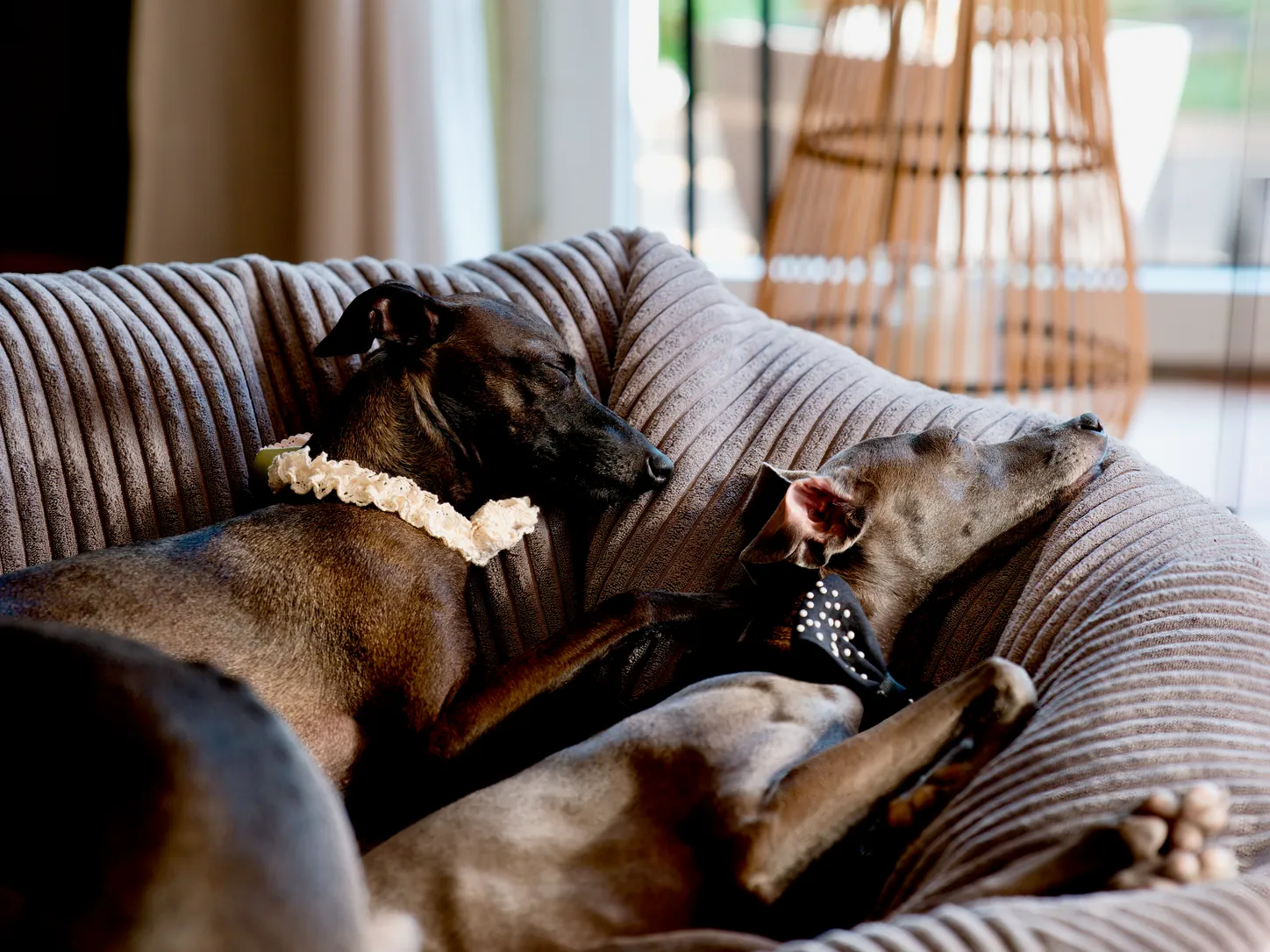 Zwei Windspiele schlafen aneinandergekuschelt in einem weichen Hundebett, dahinter Fensterlicht