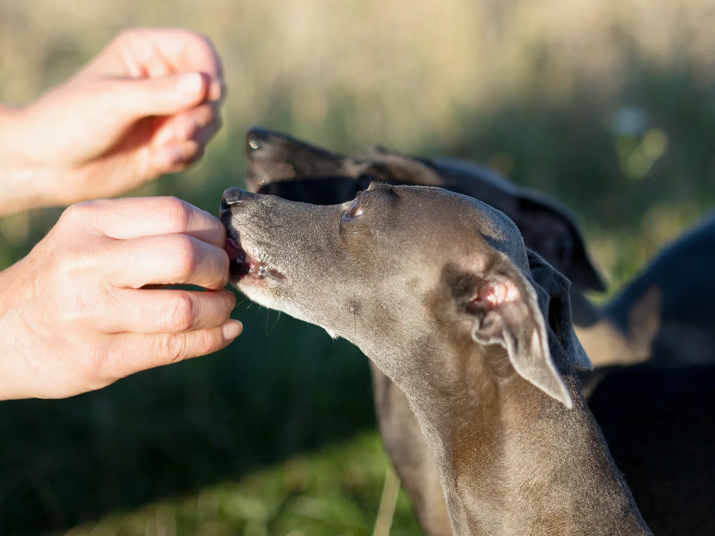 Luna nimmt vorsichtig ein Leckerchen aus der Hand, Tilli wartet dicht dahinter